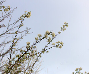春日梨花