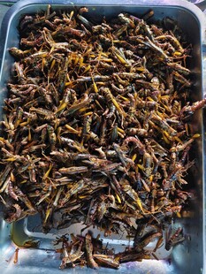 炸蚂蚱美食