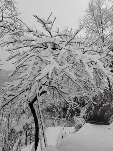 雪景