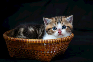 可爱动物小猫