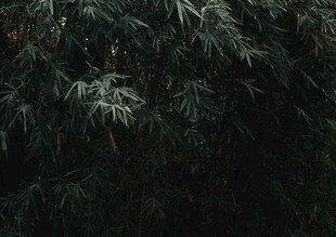 小竹林摄影