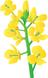 油菜花