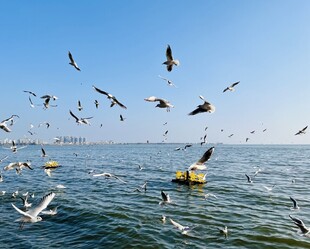 昆明滇池海埂大坝的海鸥