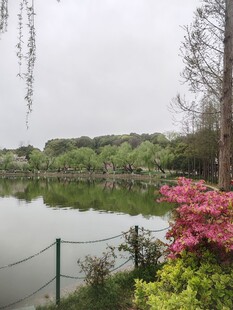 湖边美景