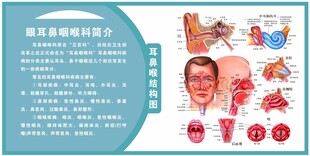 耳鼻喉简介