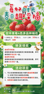 草莓采摘