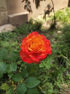 红色月季