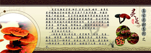 灵芝