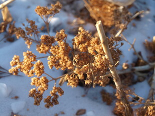 雪地枯萎的植物