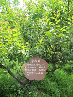 宫粉梅