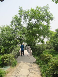 行道树 