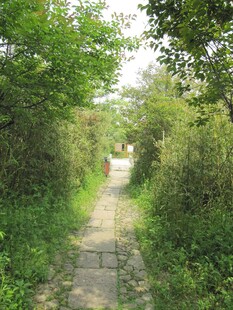 行道树 路面 绿色 植物  素