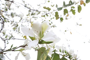 紫荆花 