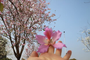 紫荆花