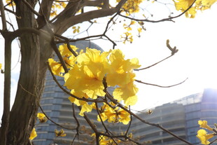 黄花风铃木