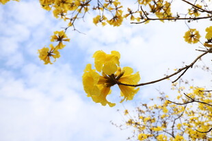 黄花风铃木