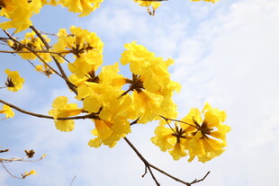 黄花风铃木