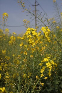 油菜花