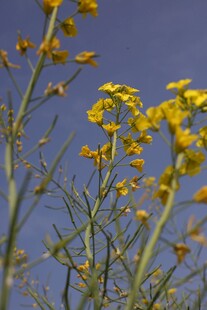 油菜花