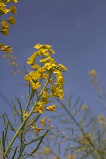 油菜花
