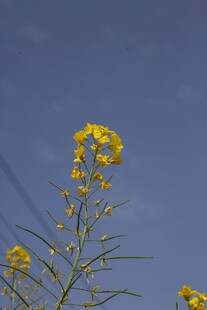 油菜花