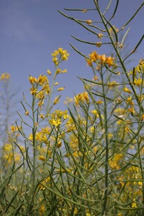 油菜花