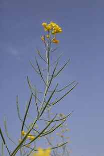 油菜花
