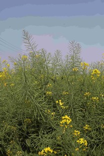 油菜花
