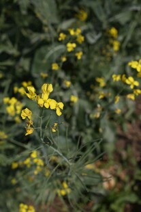 油菜花