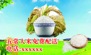 五常大米 水稻 