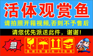 活体观赏鱼开箱验收