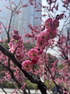腊梅花