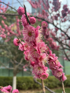 腊梅花