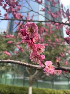 腊梅花