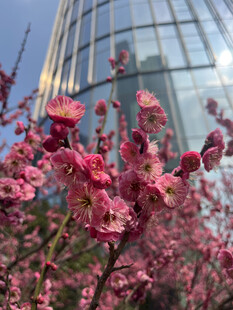 腊梅花