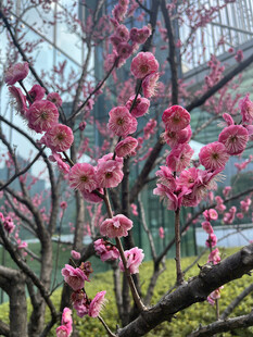腊梅花