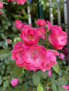月季花