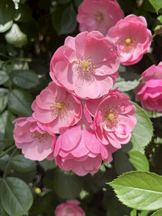 月季花