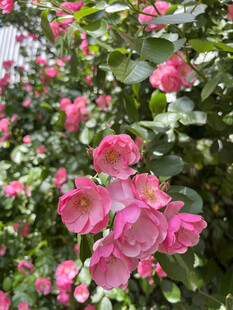 月季花
