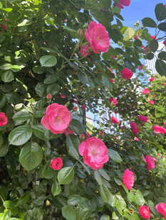 月季花