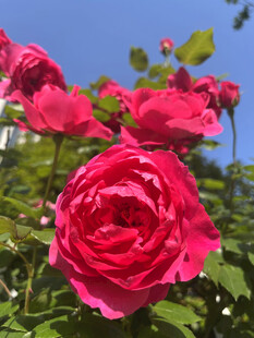 月季花