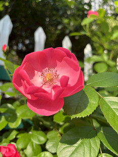 月季花