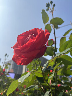 月季花