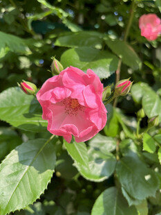 月季花