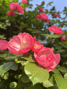 月季花