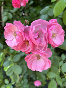 月季花