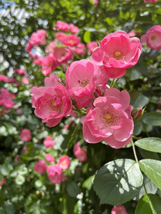 月季花
