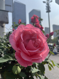 月季花