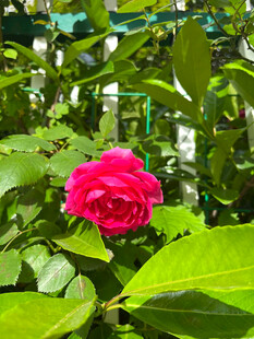 月季花