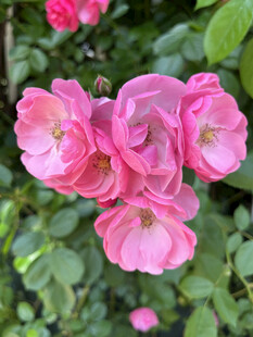 月季花